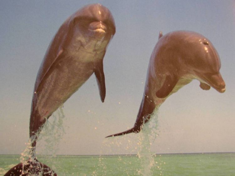 Wallpapers Animals Sealife - Dolphins dauphins