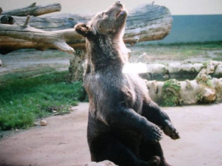 Wallpapers Animals Bears un ours dans un zoo