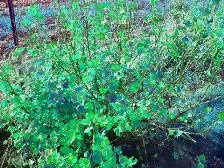 Fonds d'cran Nature Campagne petit arbuste du jardin