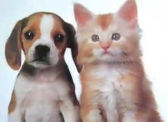 Fonds d'cran Animaux chat et chien