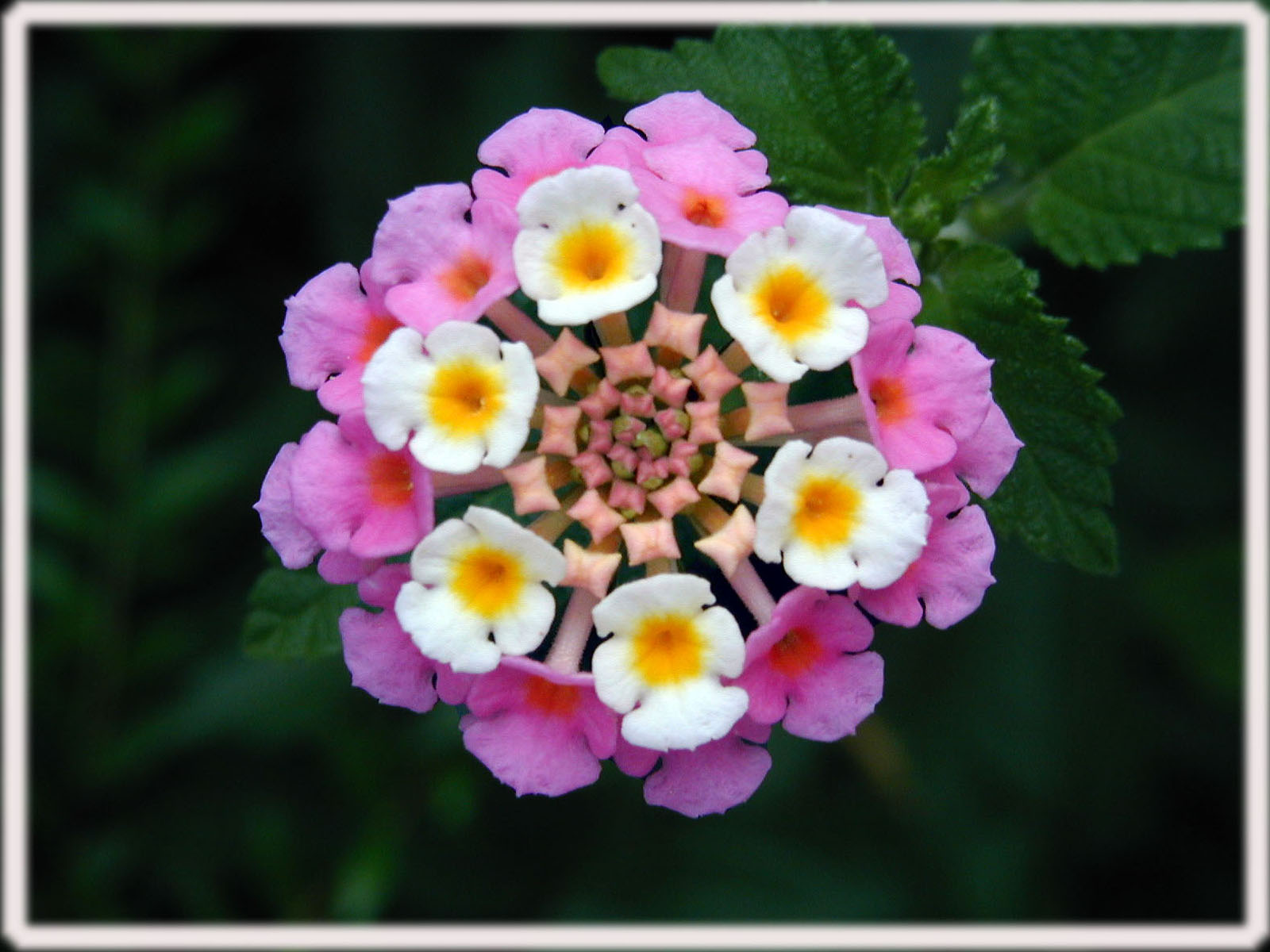 Fonds d'cran Nature Fleurs Un artifice florale