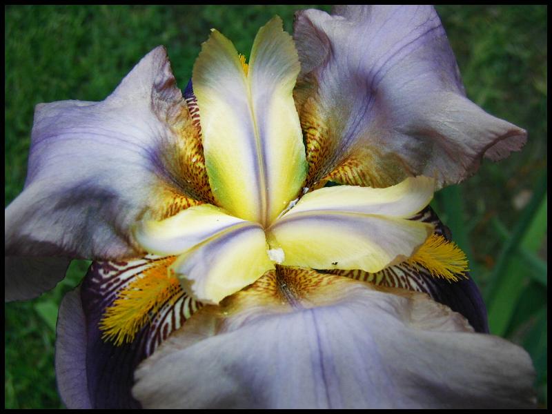 Fonds d'cran Nature Fleurs Iris