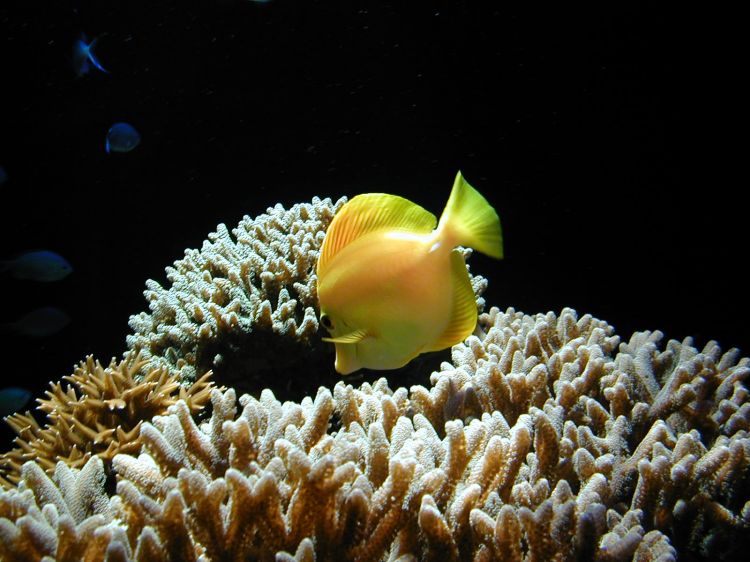 Fonds d'cran Animaux Vie marine - Poissons Un poisson jaune a t fig