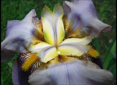 Fonds d'cran Nature Iris