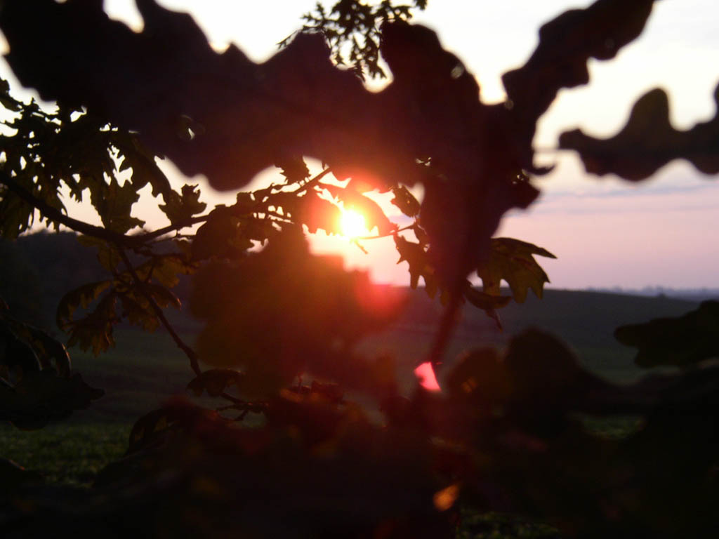 Fonds d'cran Nature Arbres - Forts Arbre au soleil d'automne