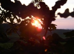 Fonds d'cran Nature Arbre au soleil d'automne