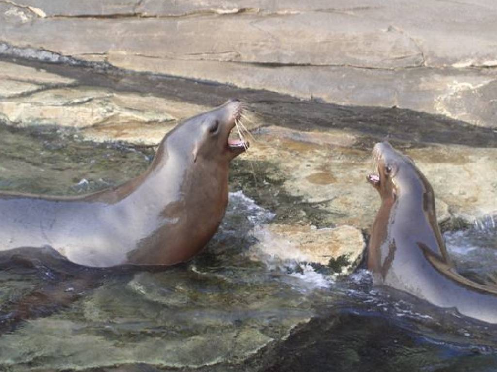 Wallpapers Animals Sealife - Sea lions 