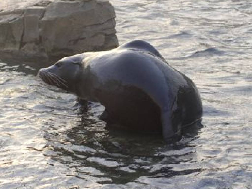 Fonds d'cran Animaux Vie marine - Otaries 