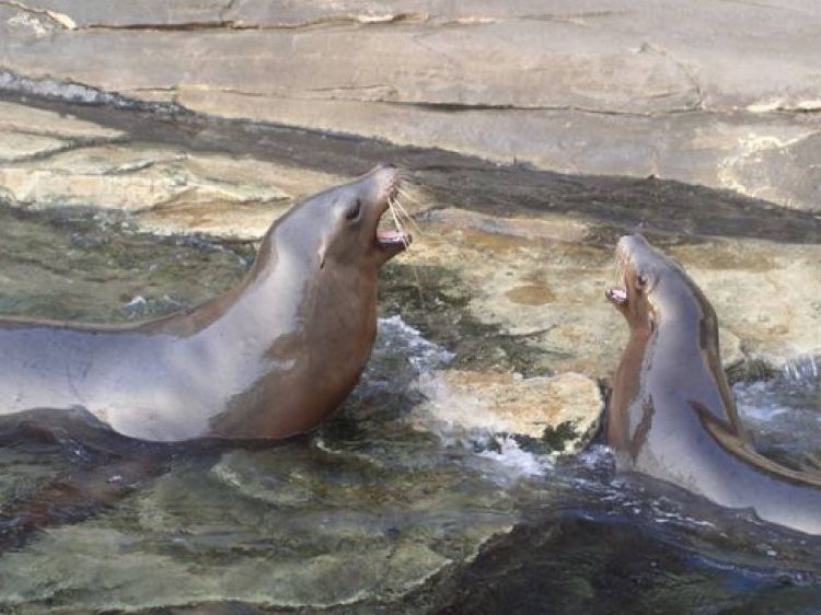 Wallpapers Animals Sealife - Sea lions Wallpaper N9493