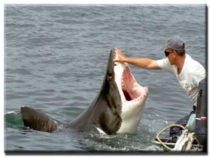 Fonds d'cran Animaux Vie marine - Requins no comment