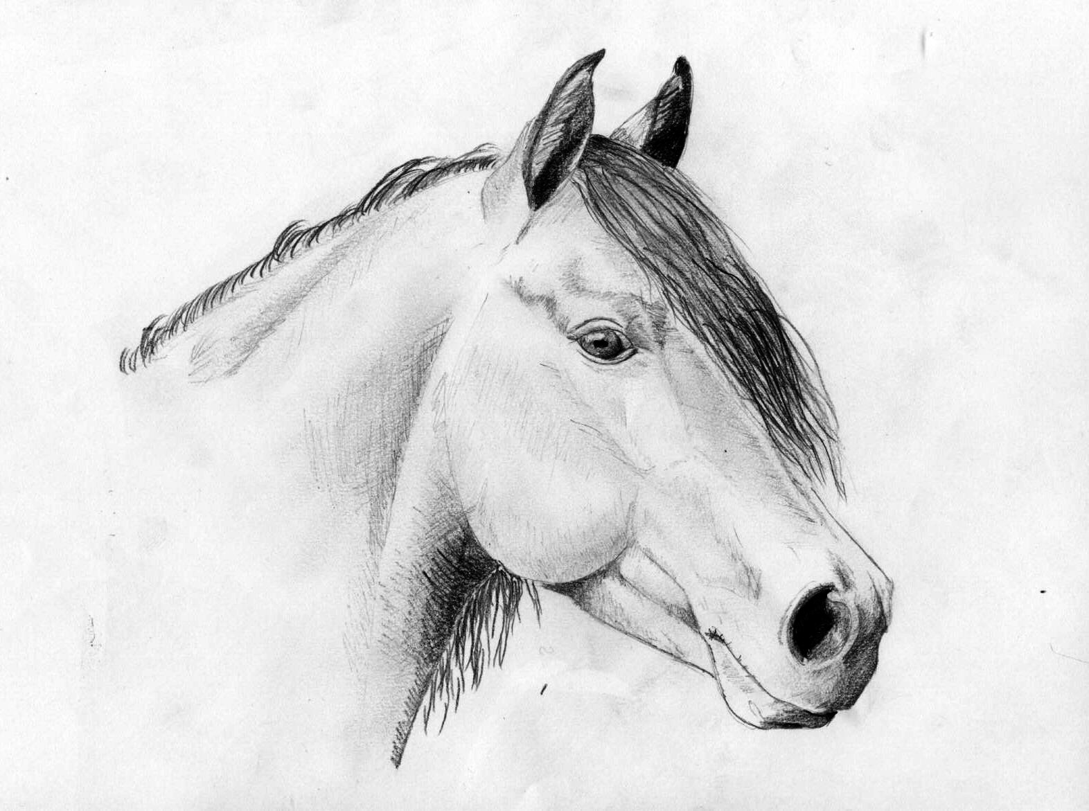 Fonds d'cran Art - Crayon Animaux - Chevaux Poney Landais