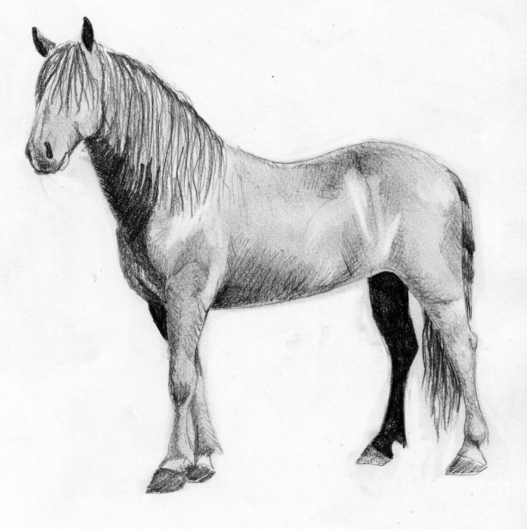 Fonds d'cran Art - Crayon Animaux - Chevaux Murgesse