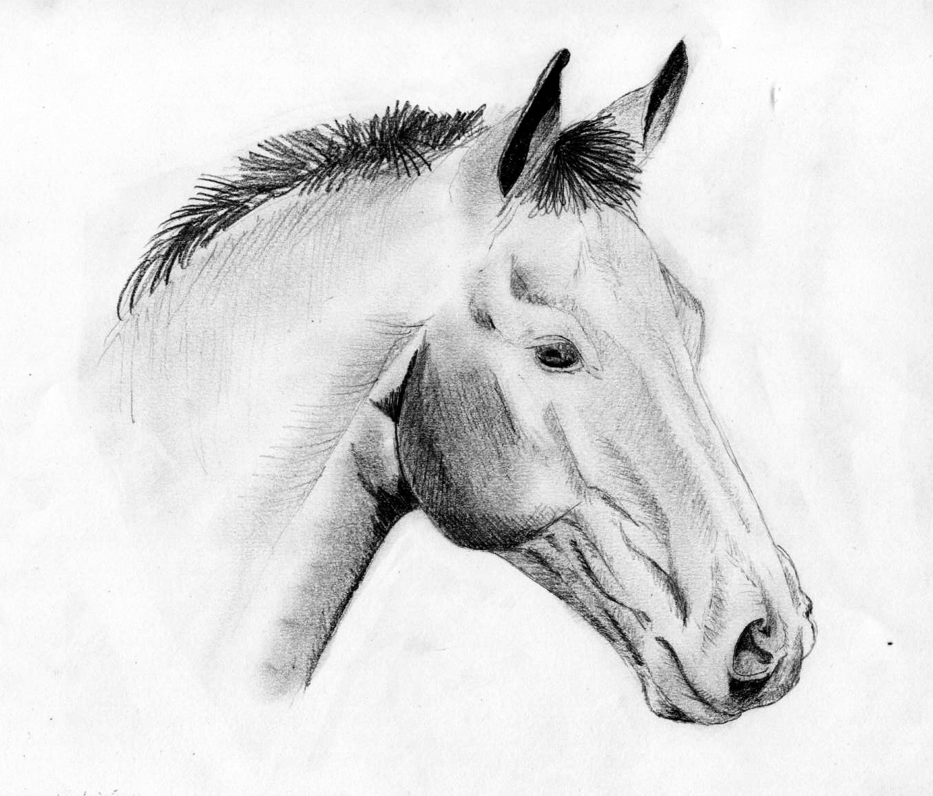 Wallpapers Art - Pencil Animals - Horses Grand poulin