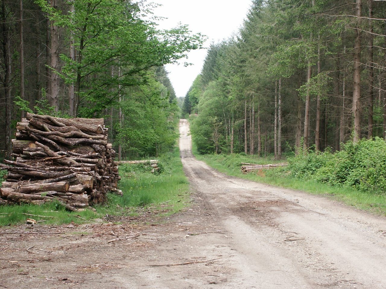 Wallpapers Nature Trees - Forests Foret mayennaise 2