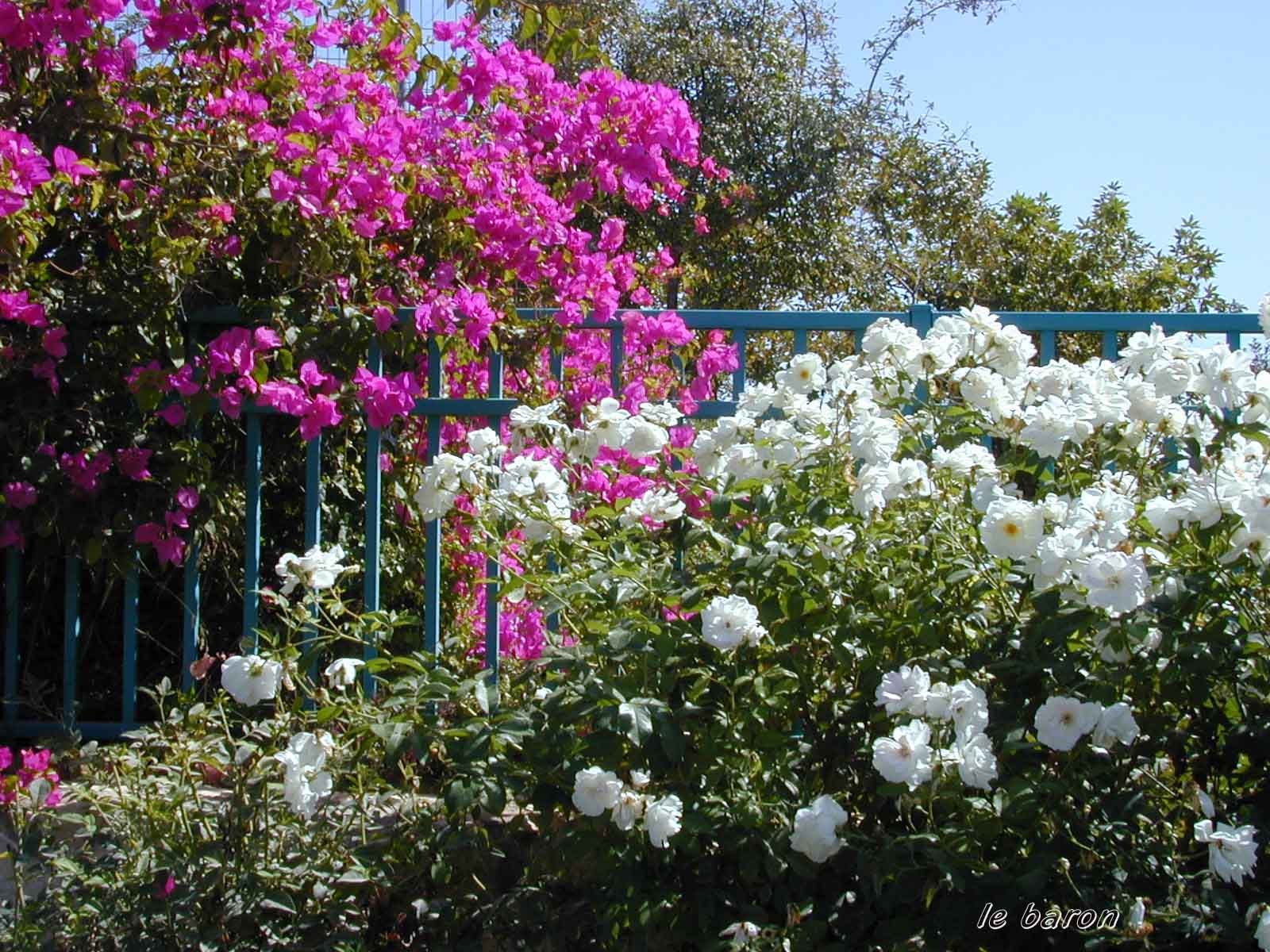 Fonds d'cran Nature Fleurs 