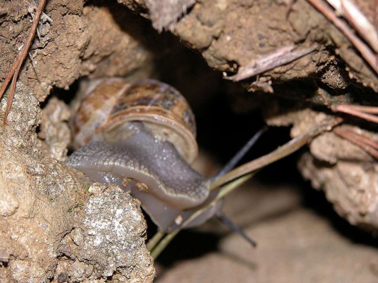 Wallpapers Animals Snails - Slugs Chemin incertain