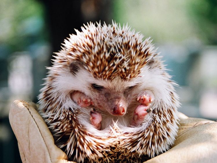 Wallpapers Animals Hedgehogs Pik-Pik