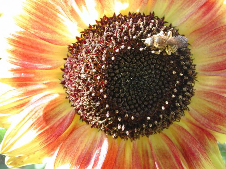 Fonds d'cran Nature Fleurs Abeille sur tournesol