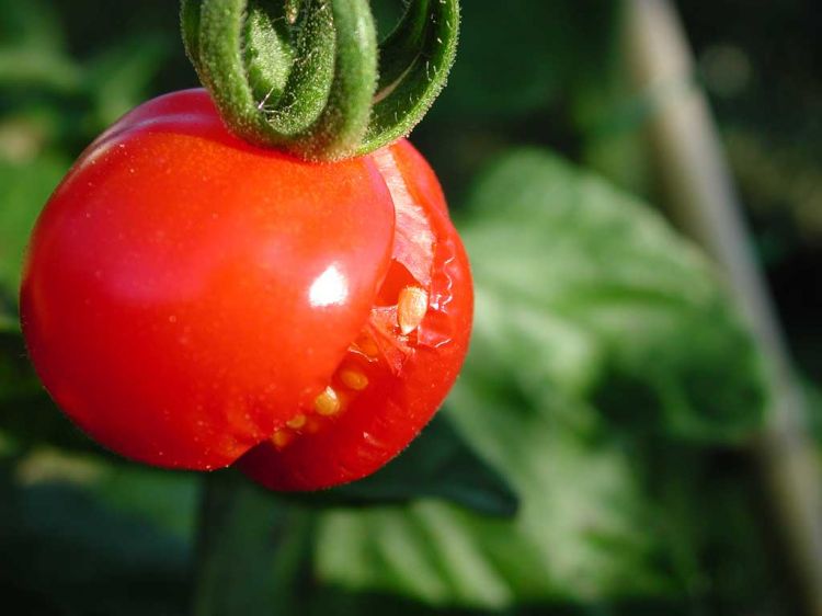 Wallpapers Nature Fruits Tomate