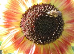 Fonds d'cran Nature Abeille sur tournesol