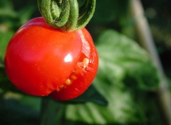 Fonds d'cran Nature Tomate