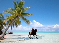 Fonds d'cran Art - Numrique La dernire promenade du roi Soleil