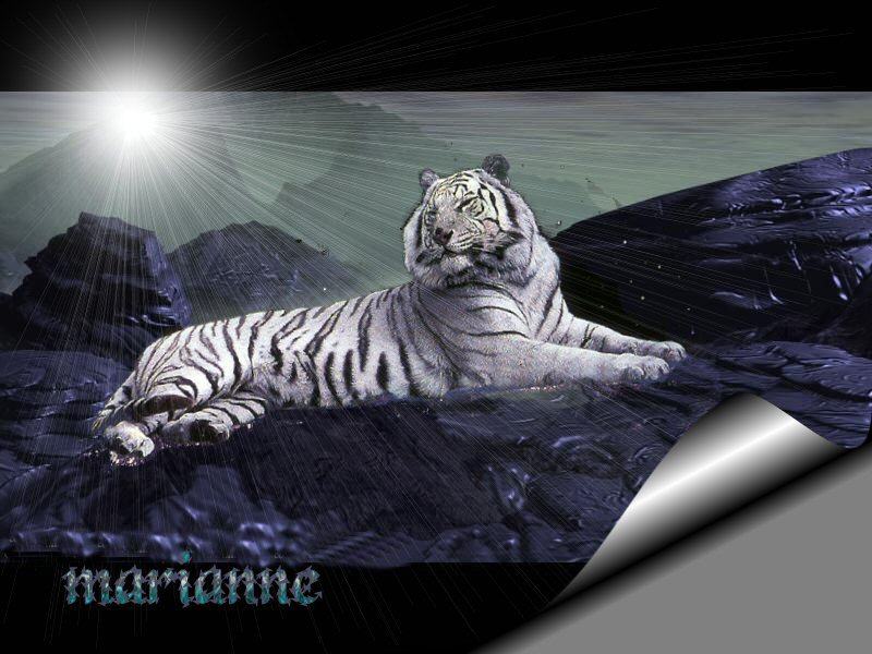 Wallpapers Animals Felines - Tigers 