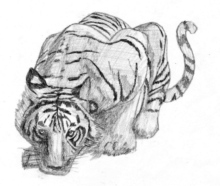 Wallpapers Art - Pencil Animals - Felines Tigre