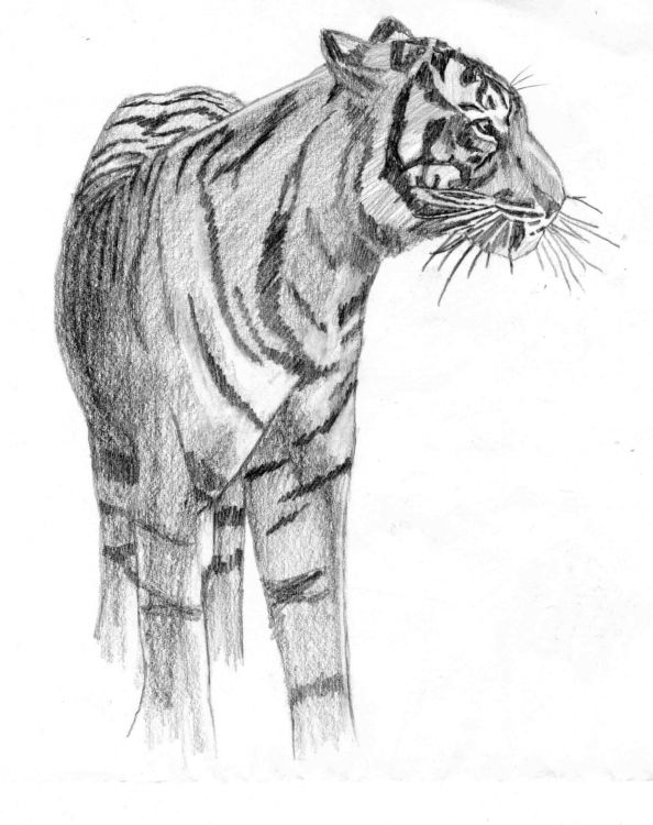 Wallpapers Art - Pencil Animals - Felines Tigre