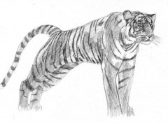 Wallpapers Art - Pencil Tigre