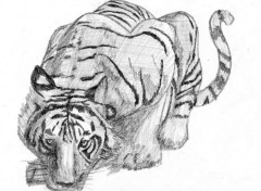Wallpapers Art - Pencil Tigre
