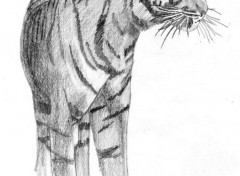 Wallpapers Art - Pencil Tigre