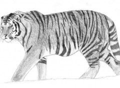 Wallpapers Art - Pencil Tigre