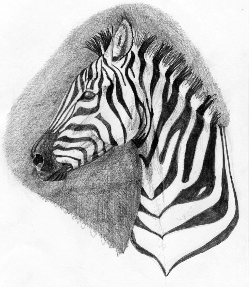 Fonds d'cran Art - Crayon Animaux - Zbres Drole de Zebre