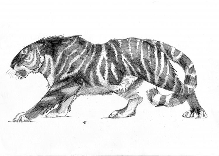 Wallpapers Art - Pencil Animals - Felines Tigre