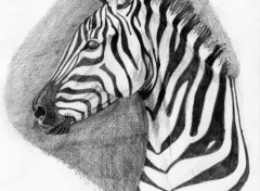 Wallpapers Art - Pencil Drole de Zebre