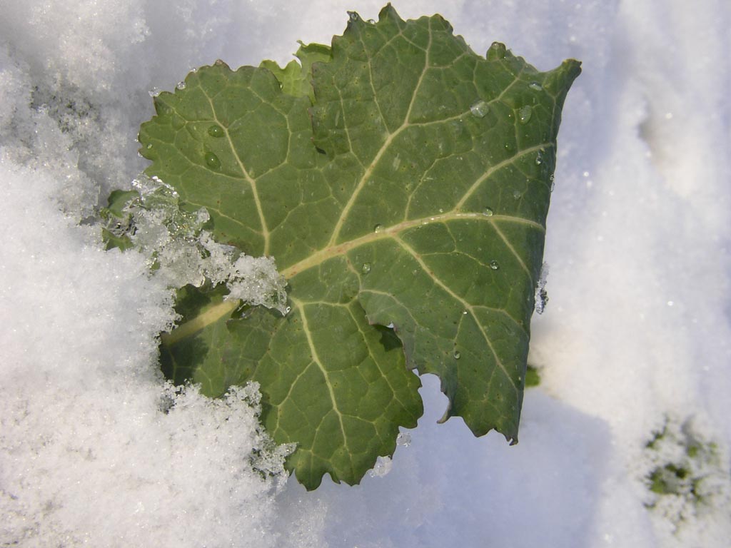 Fonds d'cran Nature Saisons - Hiver feuille des neiges