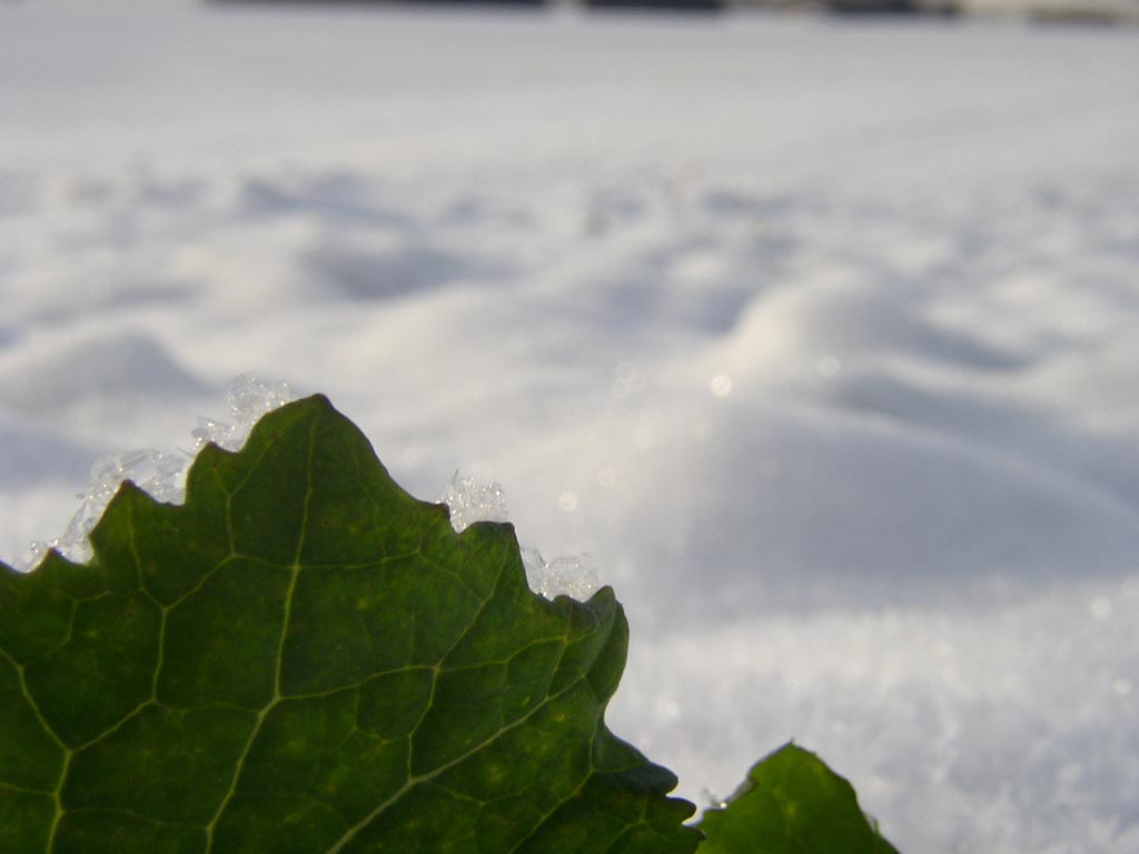 Fonds d'cran Nature Saisons - Hiver feuille des neiges 2