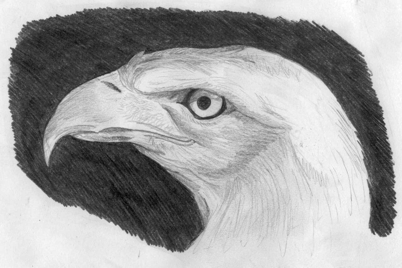 Fonds d'cran Art - Crayon Animaux - Oiseaux - Rapaces Aigle