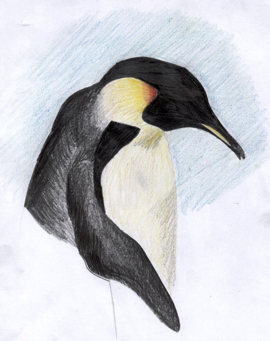 Fonds d'cran Art - Crayon Animaux - Oiseaux - Rapaces Pinguin