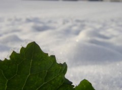 Wallpapers Nature feuille des neiges 2