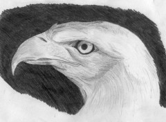 Fonds d'cran Art - Crayon Aigle