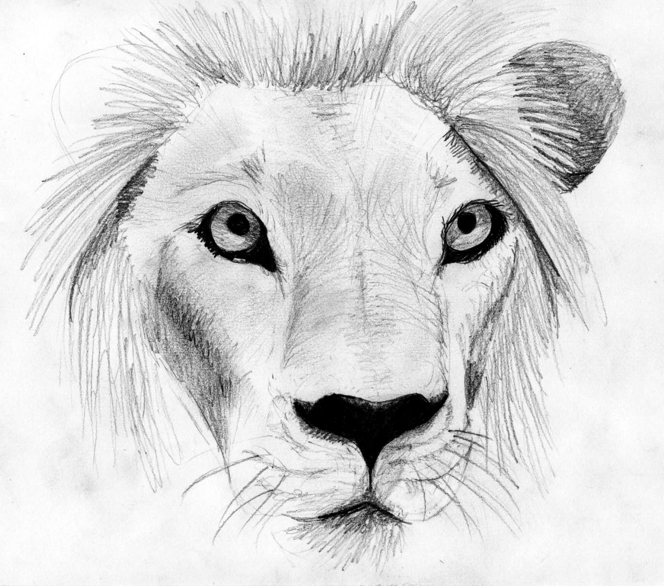 Wallpapers Art - Pencil Animals - Felines Lion