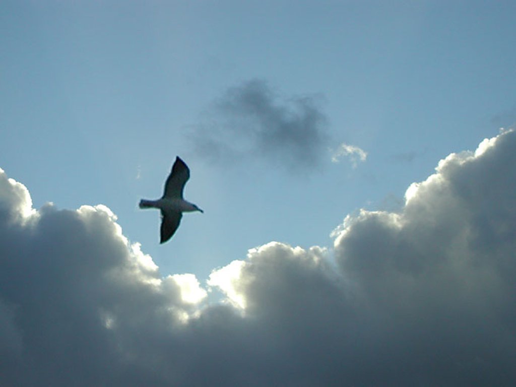 Fonds d'cran Nature Ciel - Nuages goeland argent