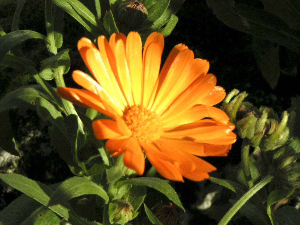 Wallpapers Nature Flowers Fleur jaune-orange