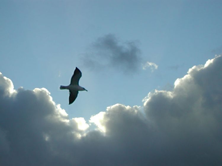 Fonds d'cran Nature Ciel - Nuages goeland argent