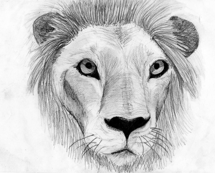 Fonds d'cran Art - Crayon Animaux - Flins Lion