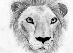 Wallpapers Art - Pencil Lion