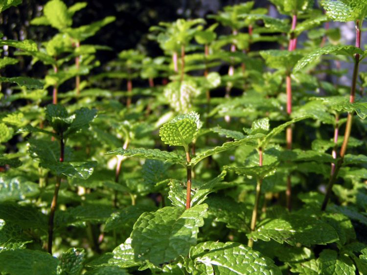 Fonds d'cran Nature Plantes - Arbustes Un peu de menthe