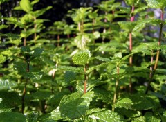 Fonds d'cran Nature Un peu de menthe